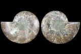 Cut & Polished Ammonite Fossil - Agatized #91183-1